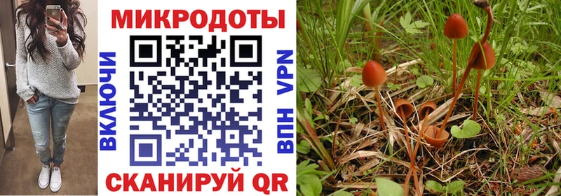 продажа наркотиков  Стародуб  mega зеркало  Псилоцибиновые грибы ЛСД 